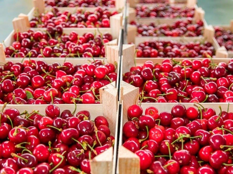 Llega al mercado chino el primer lote de cerezas chilenas enviadas por mar