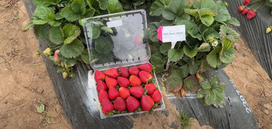 Actualización de UCD Strawberry de Rupert Hargreaves