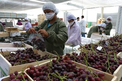 Agroexportaciones peruanas caen 2,6% de enero a octubre de 2023