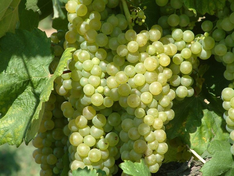 Experto inglés: Promover las uvas de mesa es clave para reactivar el sector