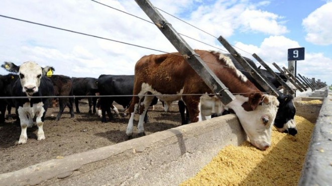 Brasil desacelera la producción de leche