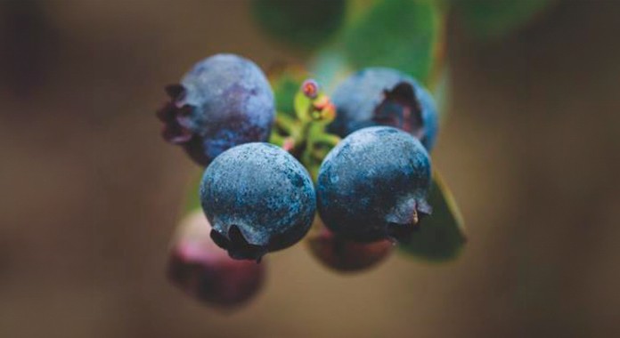 Perú recuerda un año desafiante para las exportaciones de frutas