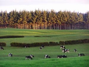 Informe del INE confirma caída en recepción de la leche: productores apuntan a efectos climáticos