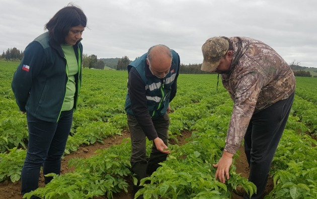 SAG RECUERDA QUE SE ACERCA EL PLAZO PARA REGISTRAR PLANTACIÓN DE PAPAS DE LA PRESENTE TEMPORADA