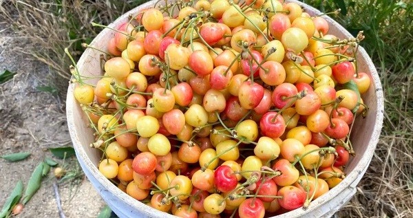 Buscan combatir precios bajos de la cereza «corazón de paloma» en Quillón