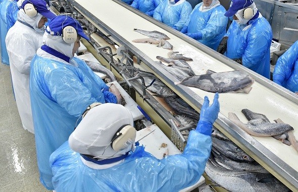 Aument o h istórico en c uota c hina de Jurel: Embarcaciones artesanales del Biobío e xtraen 15,060 t oneladas en el 2023