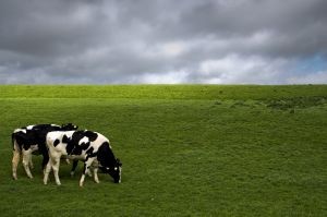 Producción nacional de leche cruda cierra a octubre con menos 3,7% respecto al año anterior