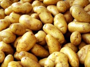 Papas marcan tendencia a la baja durante diciembre