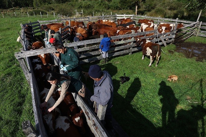 PROGRAMA DEL SAG Y GORE LOS LAGOS ANALIZÓ SITUACIÓN SANITARIA DE BOVINOS Y OVINOS EN EL TERRITORIO PATAGONIA VERDE