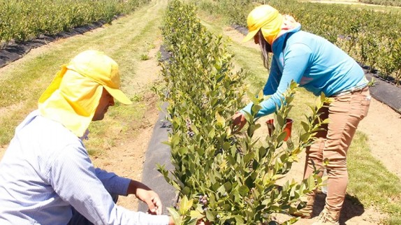 Con buena oferta de cosecheros y retrasos parte época del arándano en la provincia de Osorno