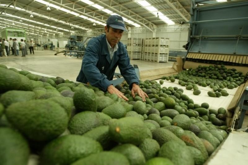Perú se propone llegar a exportar el 25% de su producción de palta a Estados Unidos en 2025