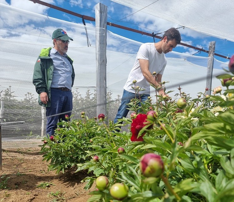Flores del fin del mundo: Aysén se prepara para inicio de temporada de exportación de peonías