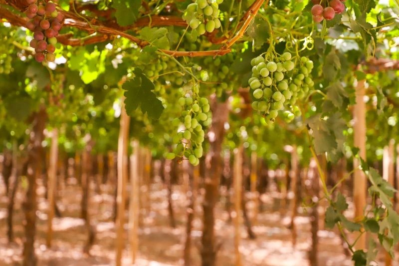 Perú: Envíos de uva de mesa comienzan temporada 2023-2024 con alza de 116% en valor