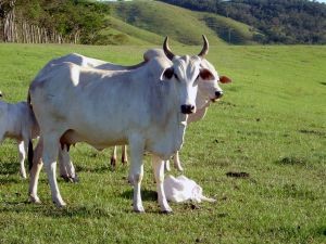 Bolivia : Productores ganaderos esperan abrir en breve el mercado chileno