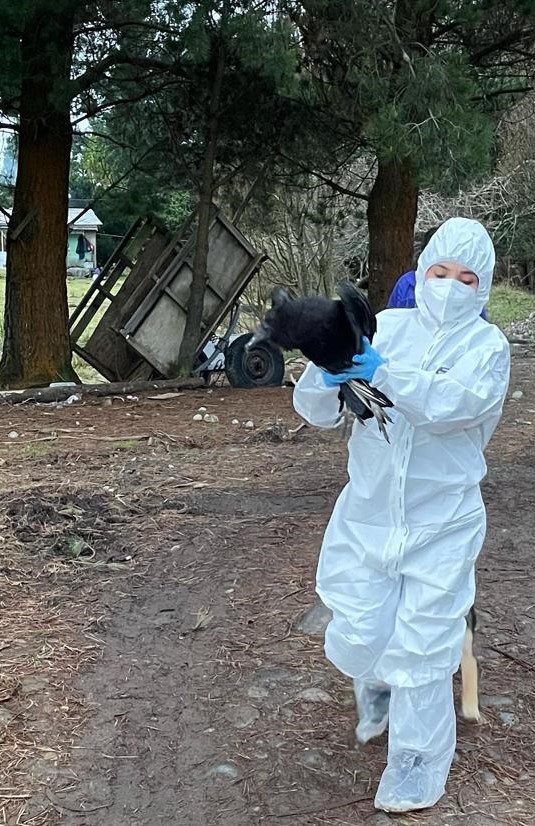 Influenza Aviar: SAG Los Lagos continúa caracterización de aspectos de bioseguridad en planteles de traspatio