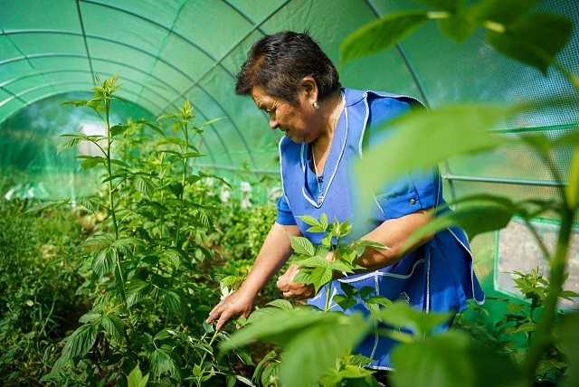 Fondo de Reconstrucción permitió recuperar infraestructura productiva agrícola destruida en incendios forestales en Vilcún