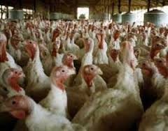 Las exportaciones brasileñas de carne de pavo registran un aumento del 17,8 % en 2023 en volumen y un 6,2 % en valor