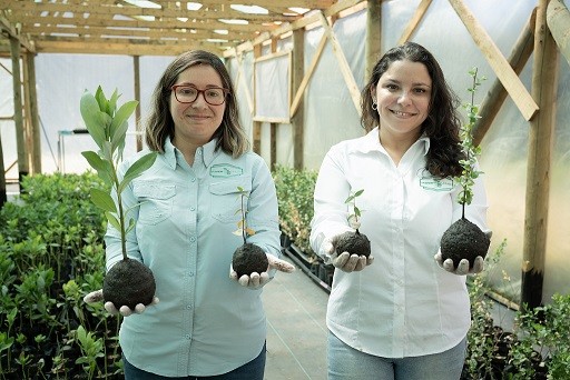 Chilenas desarrollan método para que árboles nativos sean más resistentes a incendios