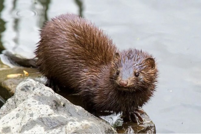 Especie invasora: Científicos de la UACh investigan el impacto del visón americano en la transmisión de enfermedades a la fauna silvestre