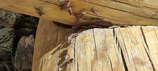 Chinche del Arce: trabajo colaborativo entre INIA La Platina y Municipalidad de Vitacura busca disminuir efectos del insecto en temporada estival