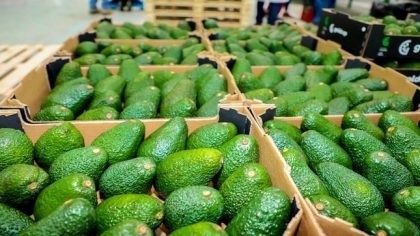 Perú podrá comenzar a exportar palta hass a Malasia