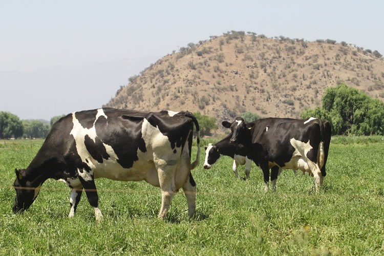 Precio al productor sube 2,1% en noviembre, con comportamiento mixto en regiones