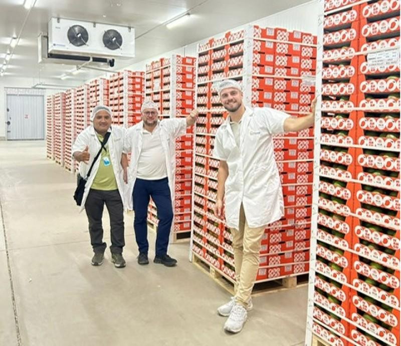 El precio de los mangos en el mercado europeo sigue aumentando cada día