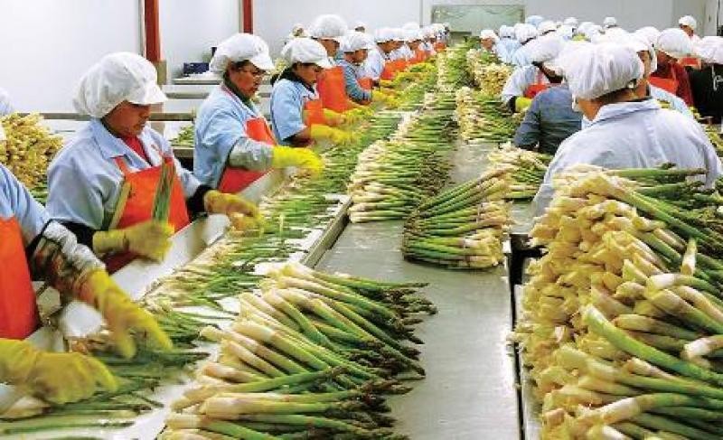 Perú: Agroindustria generó la mitad de puestos laborales ligados a la exportación en noviembre del 2023