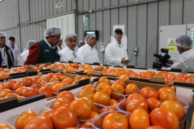 Perú: Exportaciones de mandarina crecen en valor y volumen de enero a noviembre de 2023