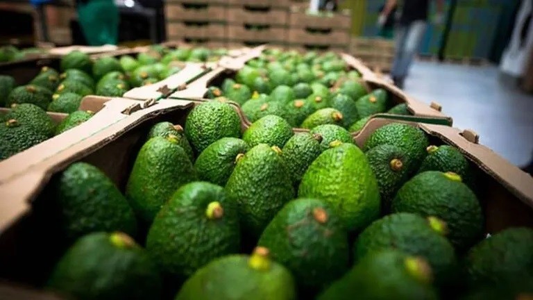 Presidente de Prohass anticipa que menor producción mundial impulsará alza de precios de palta peruana en mercados claves