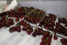 Chile ha exportado más de 368 mil toneladas de cerezas al mercado asiático en lo que va de 2024