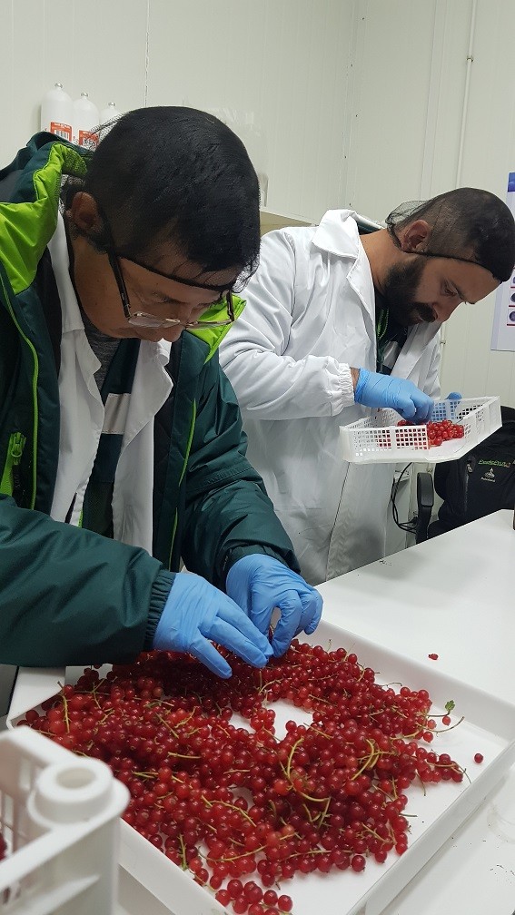 SAG LOS LAGOS CERTIFICA ENVÍO DE ZARZAPARRILLA ROJA A EUROPA