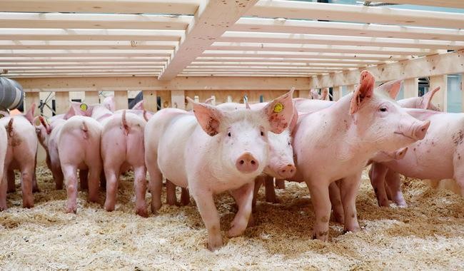 RABOBANK ESPERA UNA DESACELERACIÓN DE LA PRODUCCIÓN PORCINA EN 2024