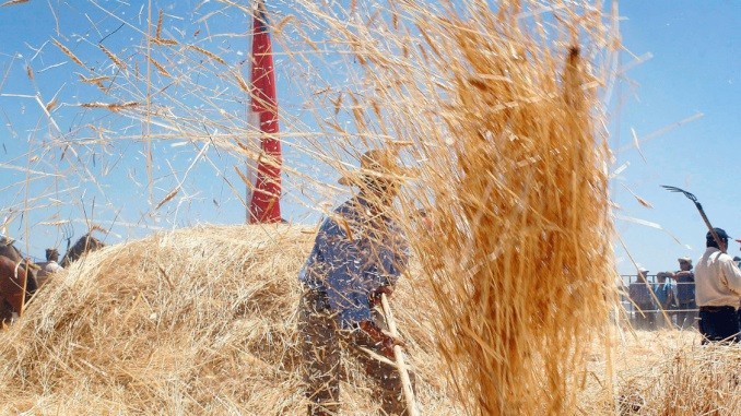GOBIERNO ANUNCIA COMPRA DE TRIGO A PEQUEÑOS AGRICULTORES DE LA ARAUCANÍA