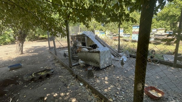 SAG Biobío aplica pauta de bioseguridad a traspatios de aves de corral