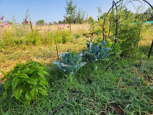 Investigadora de INIA implementó huerta agroecológica comunitaria utilizando residuos vegetales domiciliaros