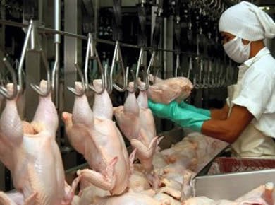 México necesitará importar 1 millón de t de carne de pollo en 2024 para cubrir la demanda interna