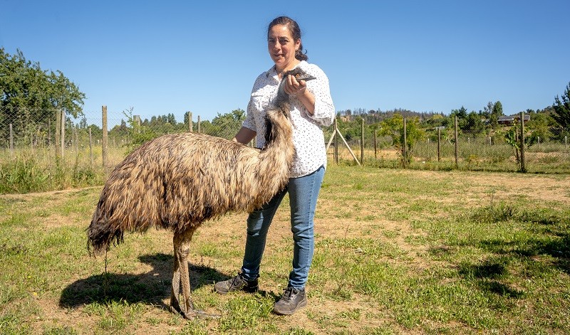 Purísima se encariñó con los emús y creó una granja de animales en Quinchamalí para hacer turismo rural