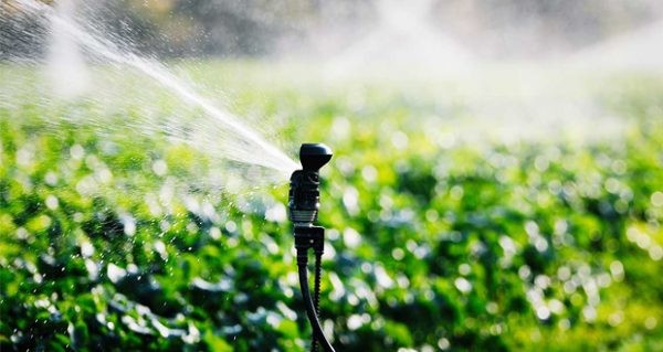 Sequía y sistemas de riegos más eficientes: Los principales desafíos que enfrenta la agricultura chilena en 2024