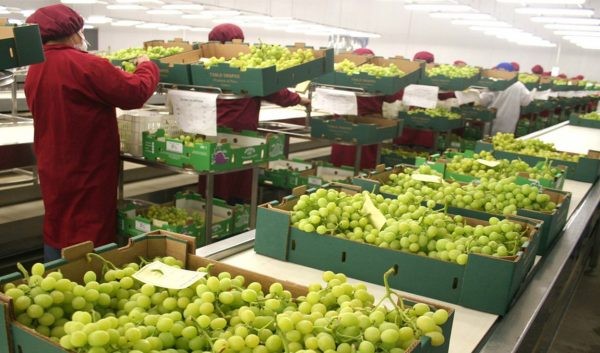 Perú: Gracias a alza de demanda de mercados asiáticos, exportaciones de uva de mesa suman US$ 1.058 millones en actual temporada