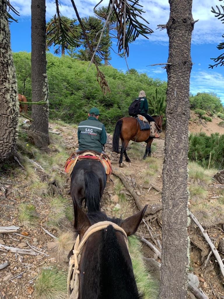 SAG supervisa uso de campos de pastoreo en Alto Biobío