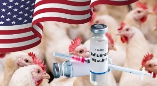 Influenza Aviar: Estados Unidos podría tener lista una vacuna en “aproximadamente 18 meses”