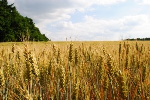 CEREALES: USDA ESTIMA PRODUCCIÓN MUNDIAL EN 2.295 MILLONES DE TONELADAS A FEBRERO 2024