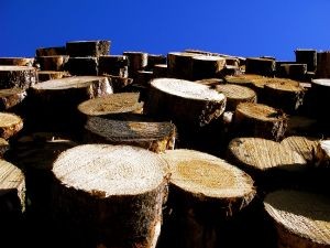 Exportaciones forestales de la Región del Biobío aumentaron 21,3% en el trimestre octubre-diciembre de 2023