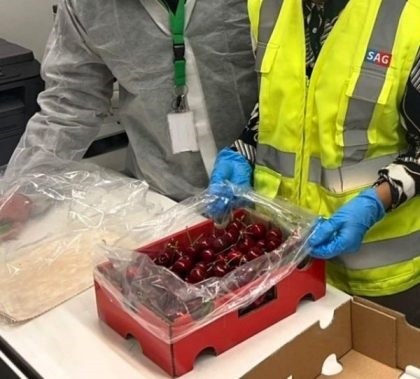 SAG Araucanía certifica exportación de 2 mil toneladas de cerezas en temporada 2023-2024