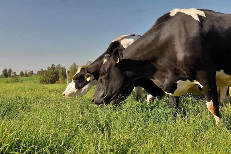 Recepción nacional de leche cruda registra caída de 2,7% en 2023 y encadena tercer año consecutivo a la baja