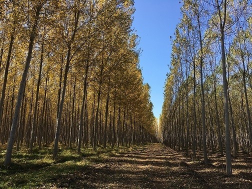 Grupo Fósforos de Chile es pionera en lograr la certificación libre de deforestación y degradación ambiental
