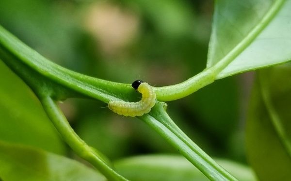 Cambio climático: Uno de los desafíos que enfrentan los productores de cítricos en el manejo integrado de plagas