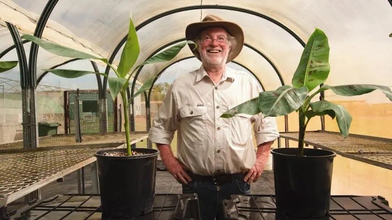 Importante avance para la industria bananera Australia aprueba la venta del primer plátano transgénico del mundo resistente a devastadora enfermedad