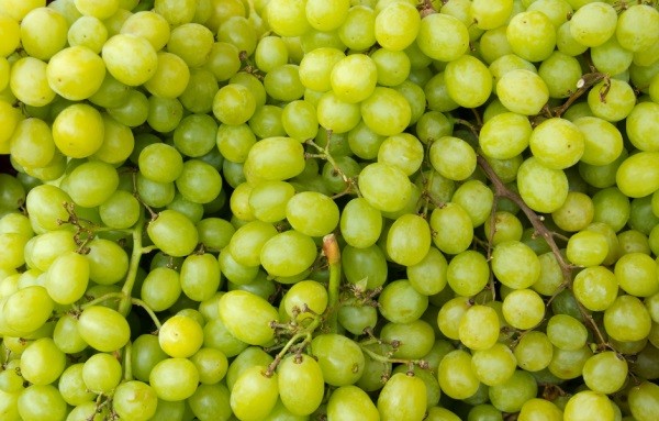 Sudáfrica: Exportaciones de uva de mesa crecen en actual temporada